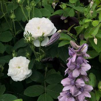 ラークスパー アールグレイの画像 by ベティさん | 小さな庭とラークスパー アールグレイとバラ マダムアルディと植中毒と今日の一枚と2019・春とガーデニングと花のある暮らしとバラを楽しむ