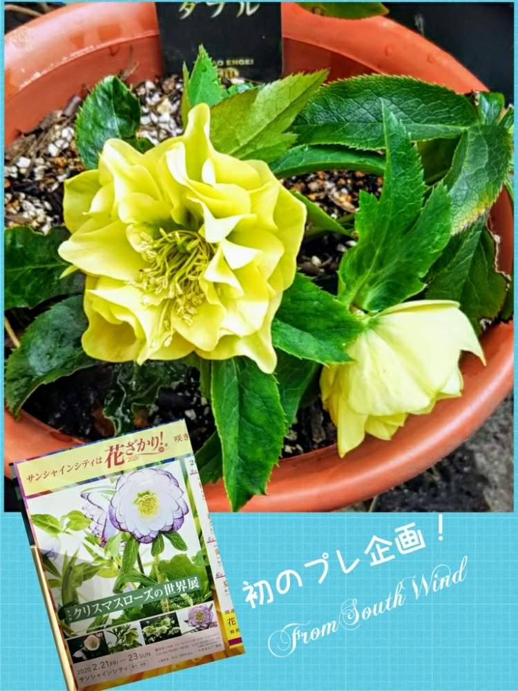 八重咲きクリスマスローズの投稿画像 By 南の風さん クリスマスローズの世界展と寒さに負けないと池袋と池袋サンシャインシティと満開とお誘いと花盛りと元気のでる花とサンシャインシティは花ざかりとビタミンカラーと クリスマスローズとダブル咲きと黄色の花と花の