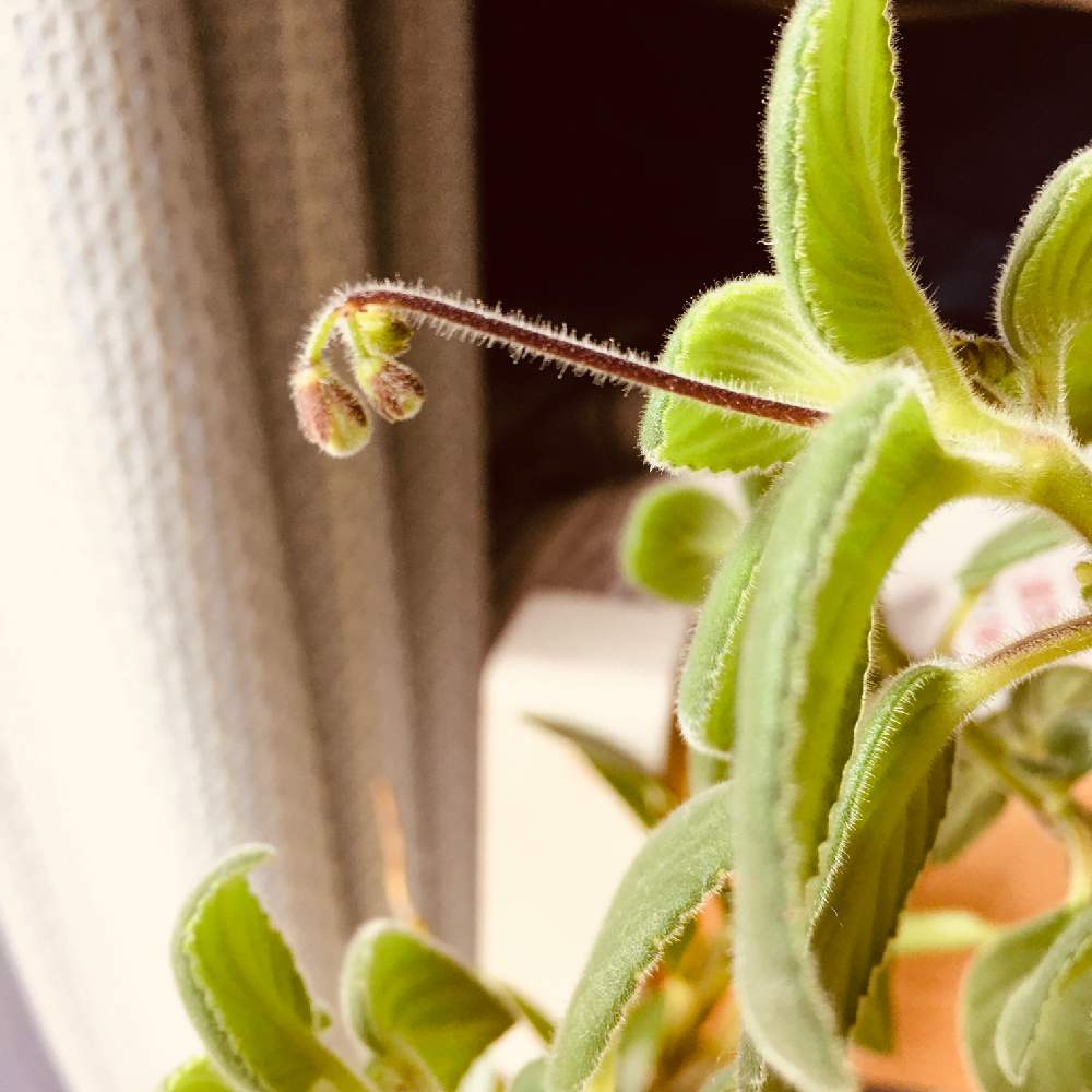 ストレプトカーパスの投稿画像 By 花庭さん 部屋と大好きとつぼみと植中毒と花のある暮らしとブルーの花と静岡と お部屋を彩る 春の花 フォトコンと大好きとつぼみと植中毒と花のある暮らしとブルーの花と静岡と お部屋を彩る 春の花 フォトコン 月2月17日