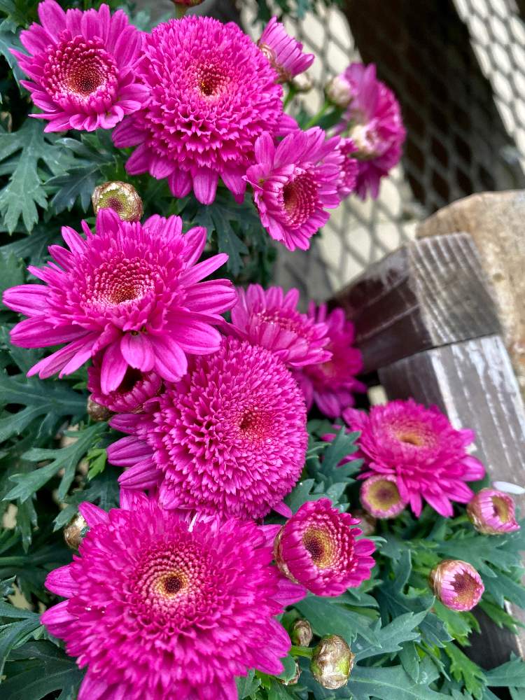 マーガレット モリンバ モンローダブルディープローズの投稿画像 By さいたまさん マーガレットと一輪の魅力と近所の園芸店とgsの皆様に心から感謝 とイキイキ と小さい花の癒し と素敵なピンクと花のある暮らしと花びらの魅力 月2月17日