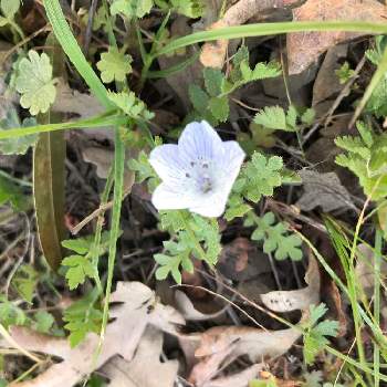 Nemophila Menziesiiの投稿画像一覧 Greensnap グリーンスナップ