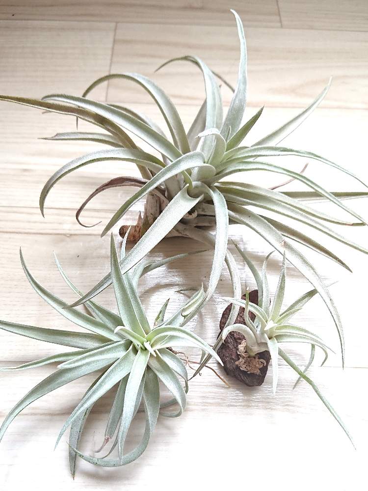 元気に成長中の投稿画像 By もこちゅんさん 癒しと緑のある暮らしとt ハリシーとエアプランツとエアープランツ チランジア 月2月17日 Greensnap グリーンスナップ