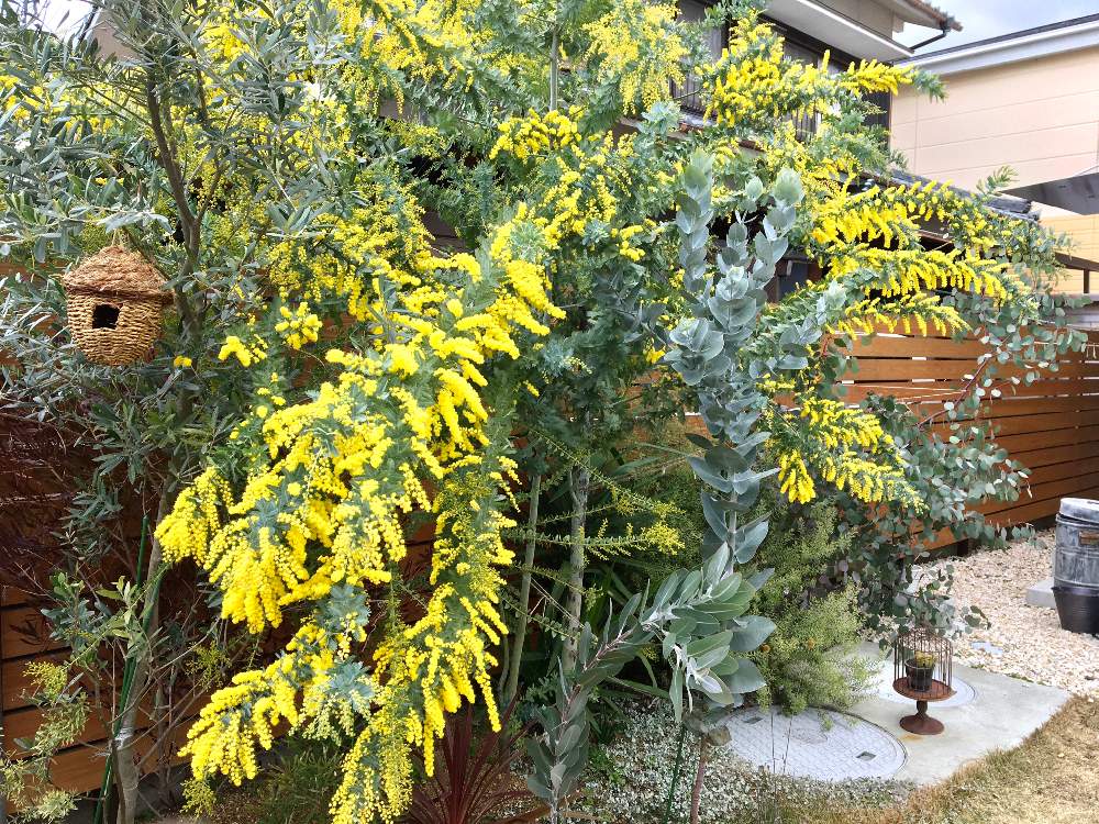 銀葉アカシアの投稿画像 By Kiisantaさん ユーカリ マクロカーパと庭木と花のある暮らしとミモザの木とシルバーリーフ 月2月17日 Greensnap グリーンスナップ