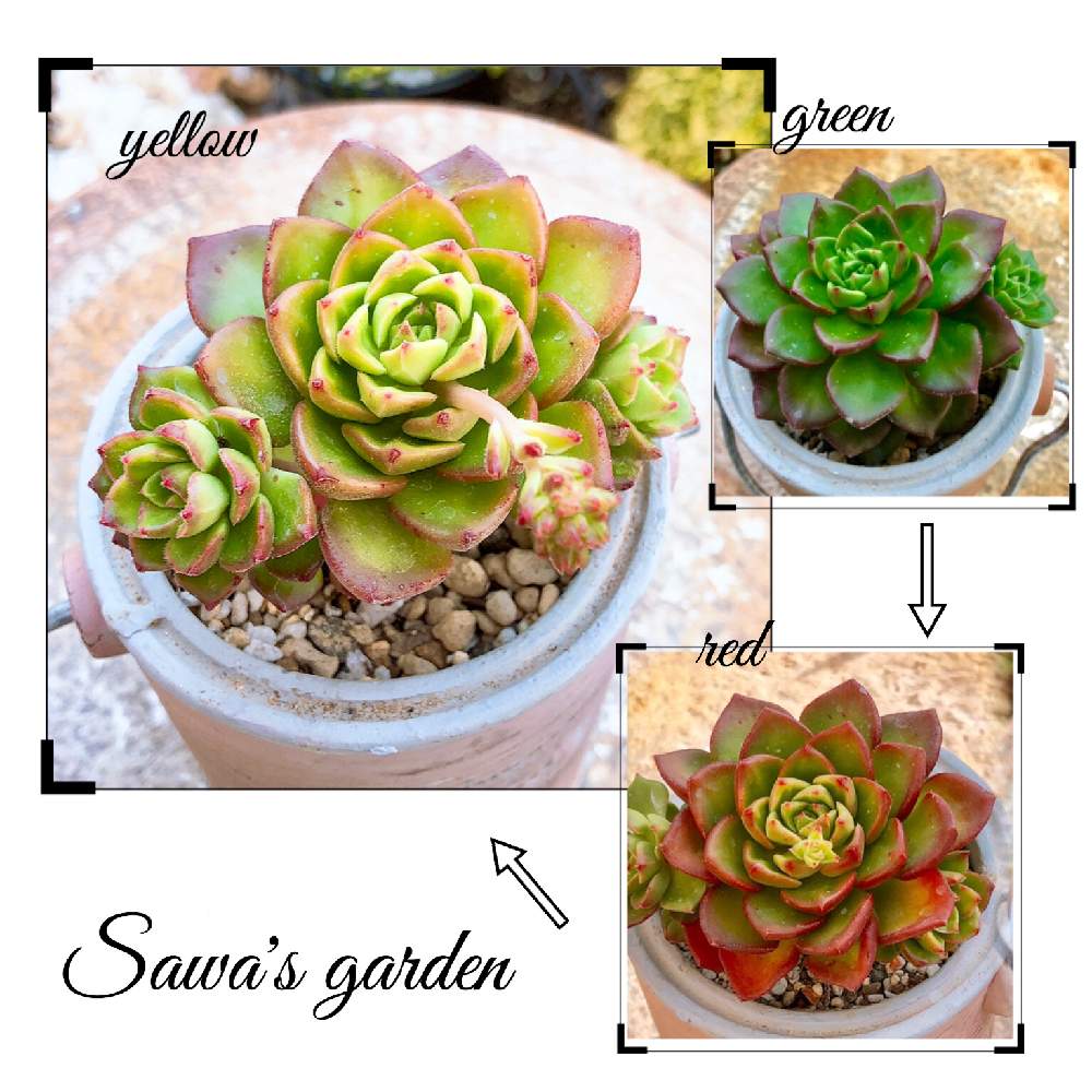 レティジアの投稿画像 By Sawaさん レディジアと多肉植物とセメント鉢と小さな庭 と多肉植物の紅葉と玄関先と多肉花芽と多肉植物 とセメント鉢と小さな庭 と多肉植物の紅葉と玄関先と多肉花芽 月2月17日 Greensnap グリーンスナップ Greensnap