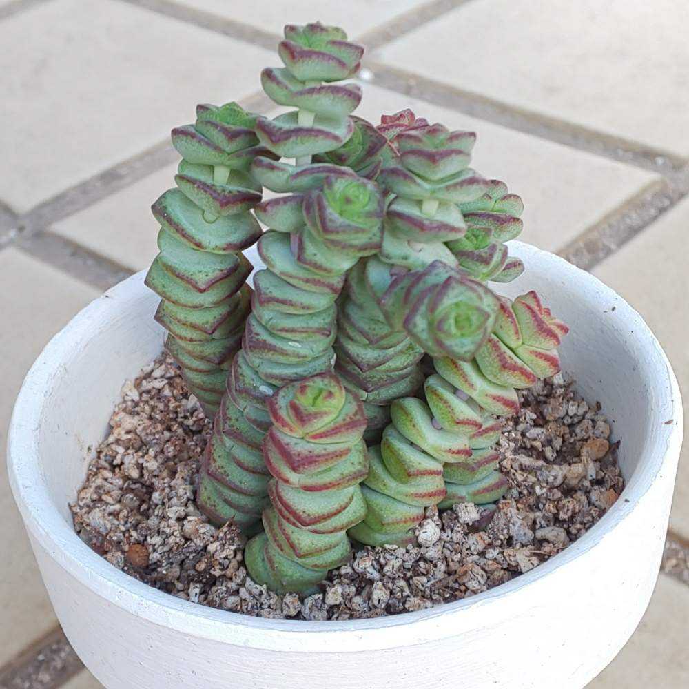 たいやき！クラッスラ属銭串錦⭐︎数珠星⭐︎緑小 銭串錦 数珠星 クラッスラ属頭20多肉植物 数珠星錦☆銭