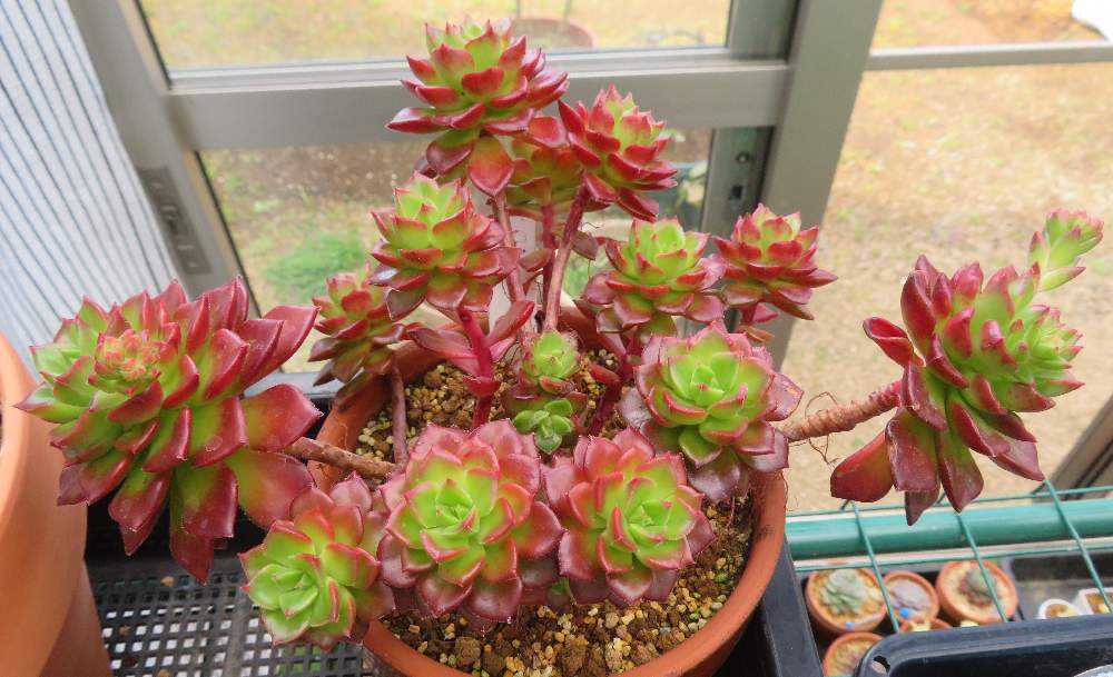 数量限定!特売 多肉植物 セデベリア属 レディジア 万華鏡 カット小苗 7.5cmポットで撮影<br>