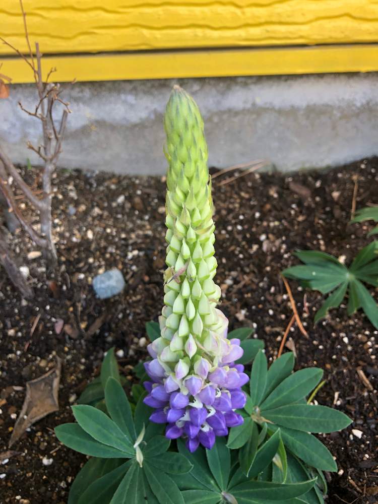 ルピナスの投稿画像 By さささん 月2月18日 Greensnap グリーンスナップ