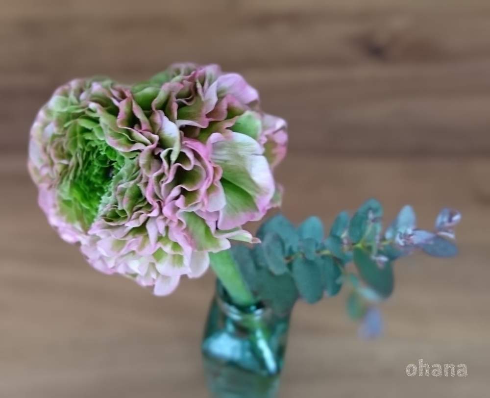 キュンキュン乙女倶楽部の投稿画像 By Ohanaさん ラナンキュラスポンポンオーロラとユーカリグニー とラナンキュラス とハーブと ラナンキュラスとズボラガーデナーとガーデニングと花のある暮らしと被災地にエールを とかわいいな と お部屋を彩る 春の花