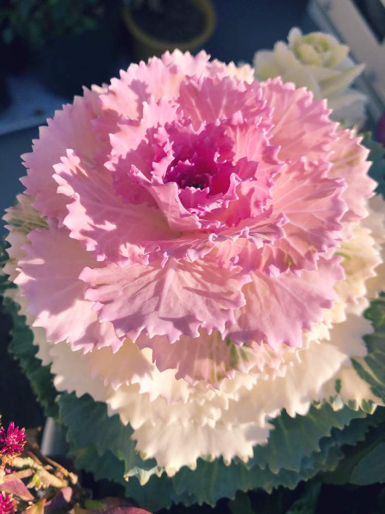 葉牡丹の投稿画像 By キミさん キラキラ とありがとう とお気に入りと寄せ植えと嬉しいと癒しと感謝とピンク ピンクと春 が待ち遠しいと長く楽しめるともうすぐ春と綺麗な色 と花のある暮らしと晴れと色がキレイとまだまだ綺麗 と今朝の1枚とかわいい と素敵