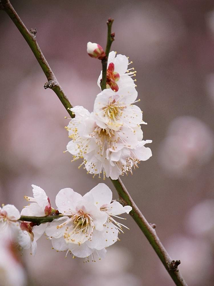 梅の花の投稿画像 By ナルトさん 和歌山 緑花センターと玉英とウメとお出かけ先と 梅の花と和歌山 緑花センターと玉英 月2月18日 Greensnap グリーンスナップ Greensnap グリーンスナップ