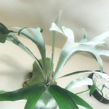 P.bahiaの投稿画像一覧|🍀GreenSnap(グリーンスナップ)