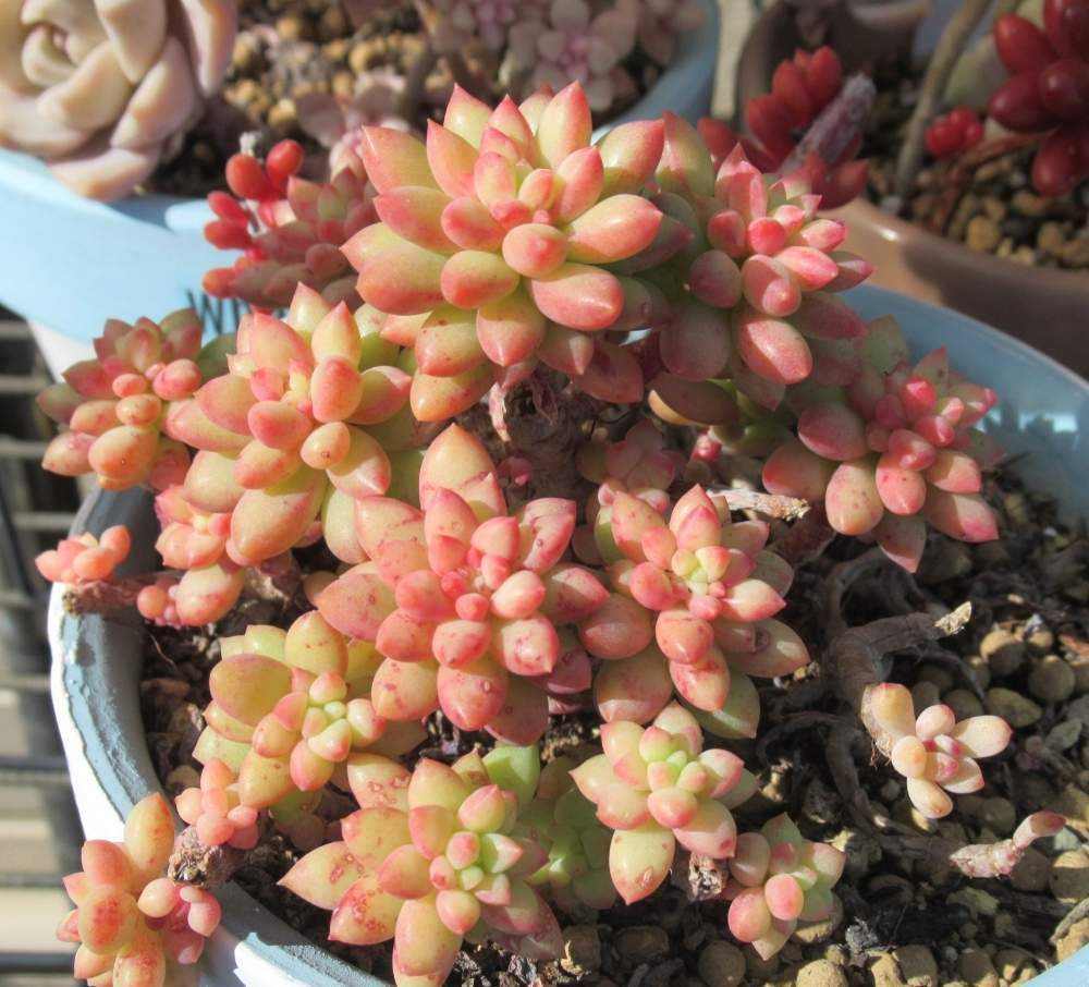 最新デザインの 多肉植物 O ピンクベリー その他 Lapinoalbino Com