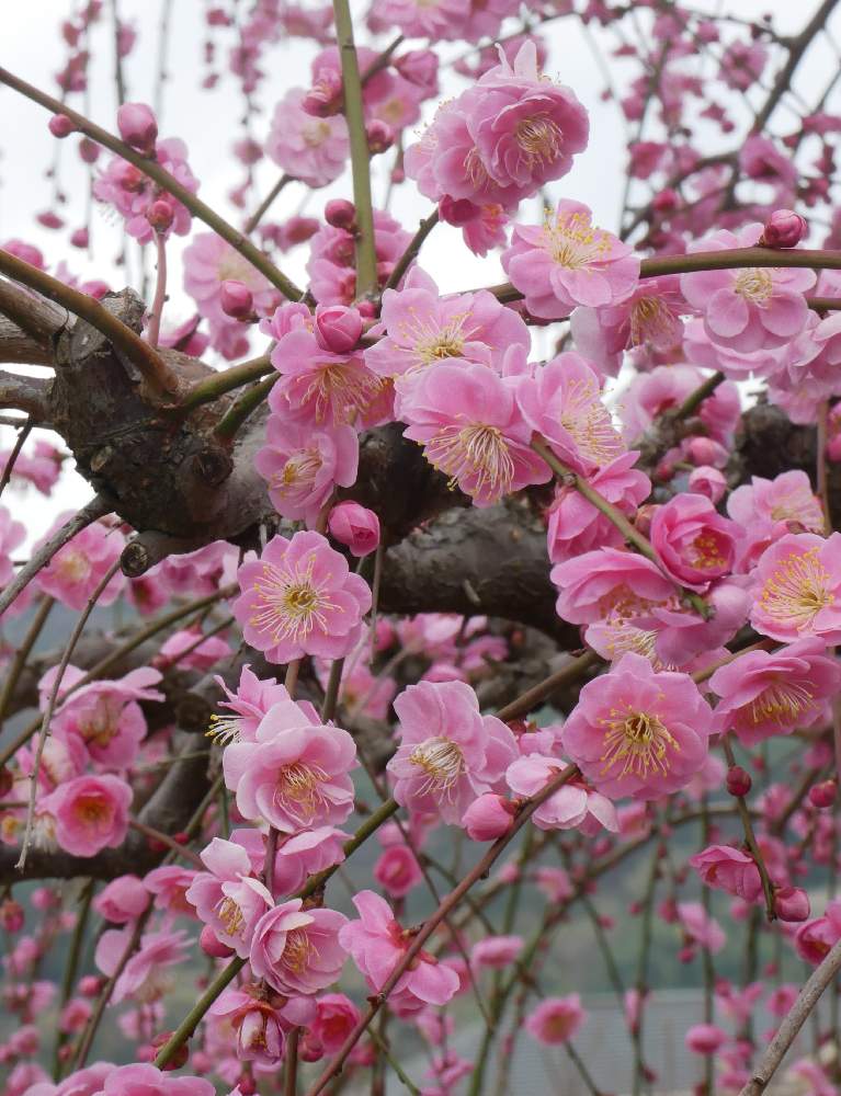 梅 藤牡丹枝垂 の投稿画像 By グリーンさん ピンクの花と樹木とgs映えとgs日和と花のある暮らし 月2月18日 Greensnap グリーンスナップ