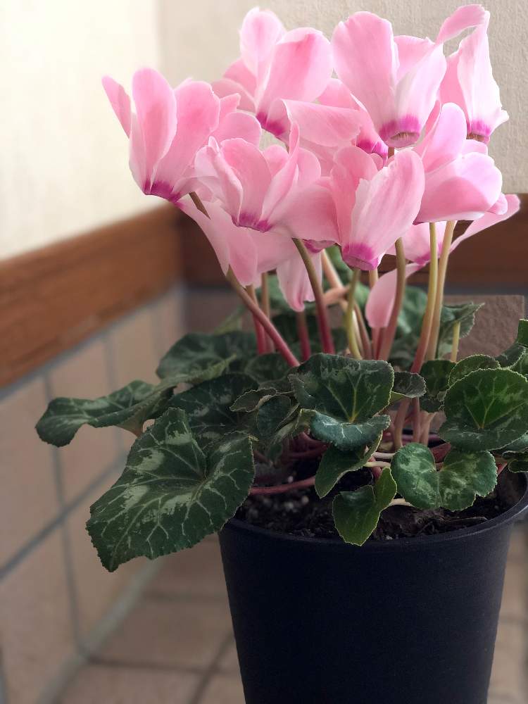シクラメンの投稿画像 By Rosa Sさん ピンクの花と室内越冬と鉢植えと花のある暮らしと北海道と球根植物 月2月18日 Greensnap グリーンスナップ