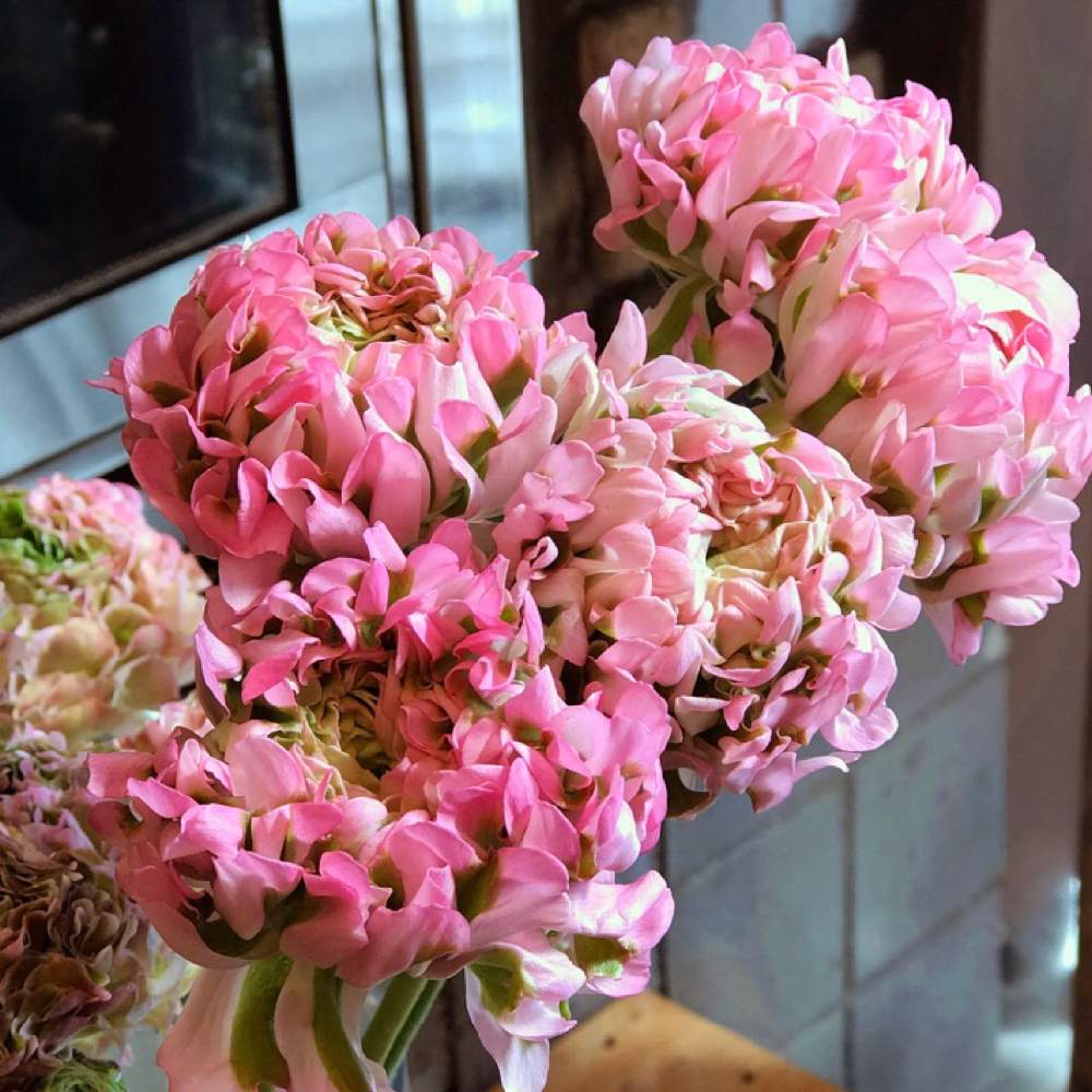 ラナンキュラスの投稿画像 By Aさん ラナンキュラス ハーマイオニーと花のある暮らし 月2月18日 Greensnap グリーンスナップ