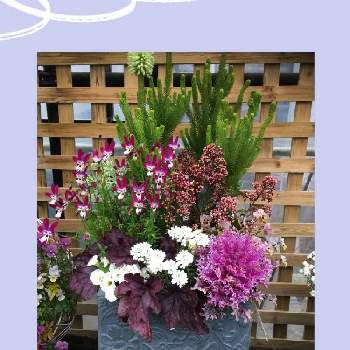 葉牡丹アレンジの投稿画像一覧 Greensnap グリーンスナップ