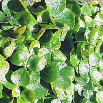 野花 の投稿画像一覧 Greensnap グリーンスナップ