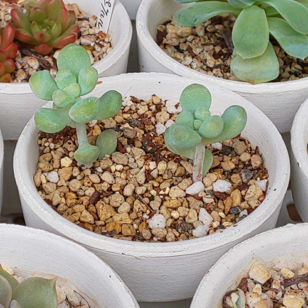 多肉植物 天使の雫／トレレアシー カット苗 7個 【公式通販】