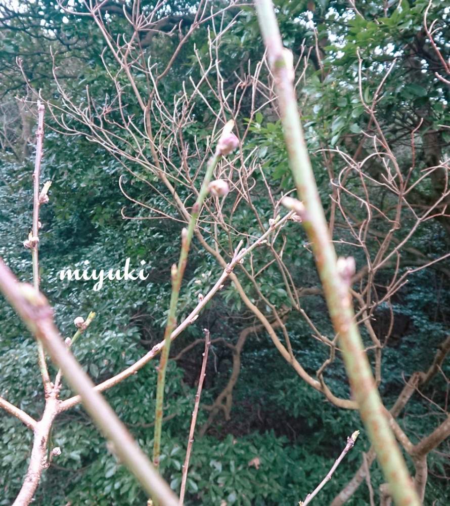 桃の木の投稿画像 By Miyukiさん Miyukiさくら 月2月18日 Greensnap グリーンスナップ