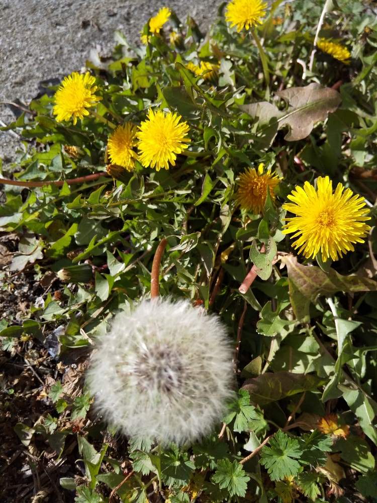 可愛い ね の投稿画像 By じゅんさん たんぽぽの花と花探しの散歩とかれんな花といやし と黄色のお花とはなやかと自然の美と花いきいき元気とたんぽぽ愛好家友の会 月2月18日 Greensnap グリーンスナップ