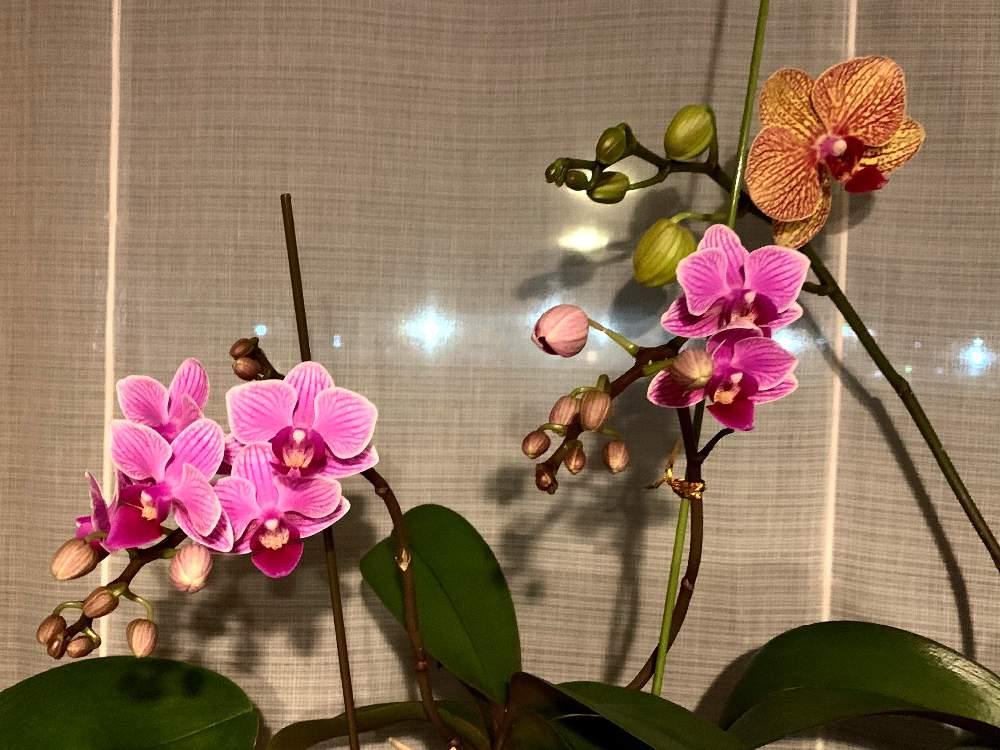 コチョウランの投稿画像 By もす子さん 胡蝶蘭と放置で咲く子達と蘭を楽しむフォトコンと放置栽培とワサワサとラン科とお気に入りとマイコレクションと植中毒とガーデニングと花のある暮らしと大好き とまだ咲くと咲いた 月2月18日 Greensnap グリーン