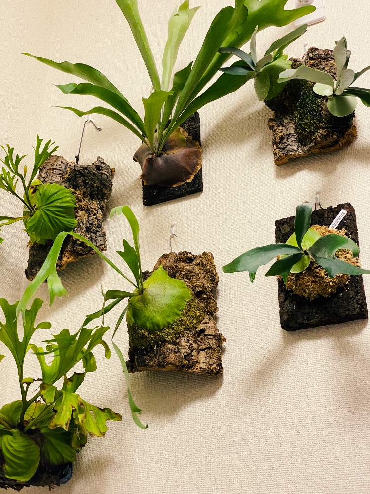 ビカクシダ リドレイの投稿画像 By Gajyuryoさん ビカクシダ リドレイとビカクシダ ネザーランドとビカクシダ ホワイトホークとplatycerium Peawchanとビカクシダ エスエスフーンと植物と暮らすと コウモリラン とp Ss Foongとp Whitehawkと ビカクシダとp