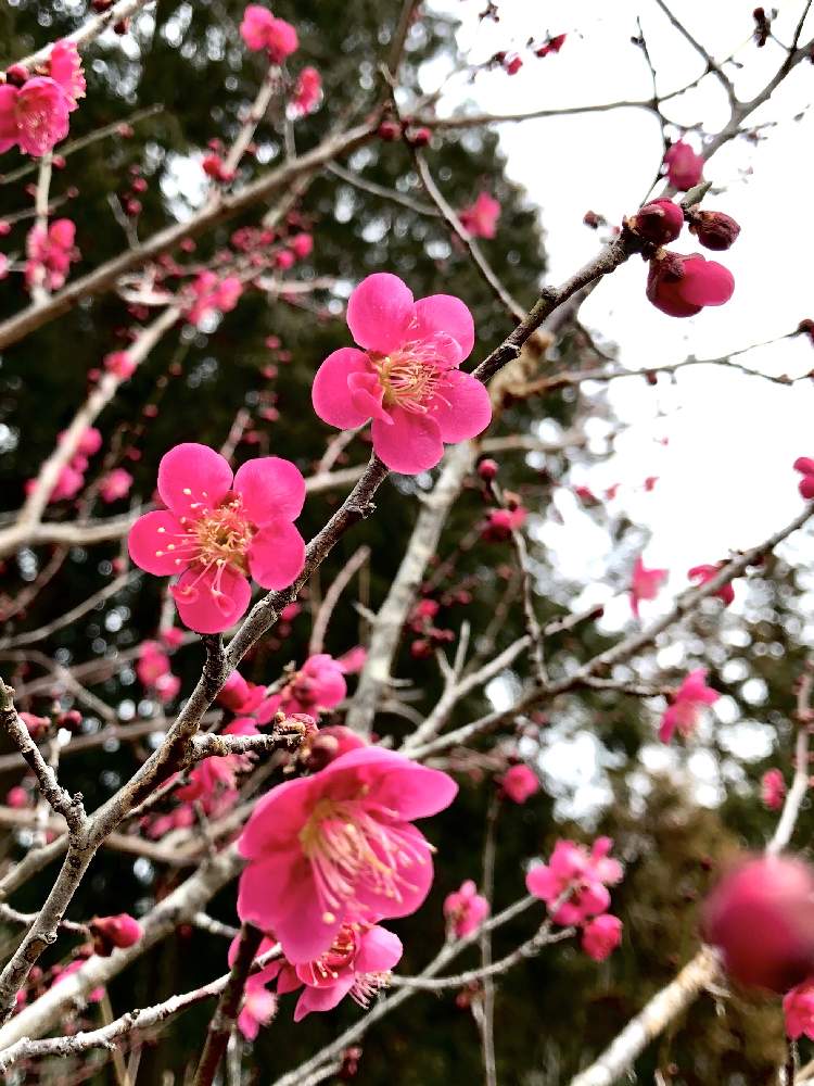 梅の花の投稿画像 By むらさきさん 可愛いと癒し と梅 紅千鳥 月2月18日 Greensnap グリーンスナップ