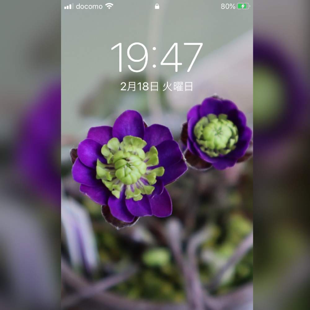 ユキワリソウの投稿画像 By ゆみじんさん ずくだせ信州とバラと夢clubと花のある暮らしとgsアダルトチームと壁紙祭り冬 月2月19日 Greensnap グリーンスナップ