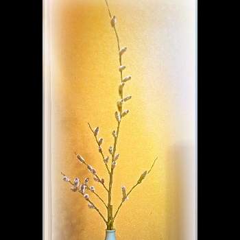 ねこやなぎの画像 by Kazyanさん | 部屋と花のある暮らしとやなぎとねこやなぎとヤナギ　和堂と花器の色々　和堂と生花シリーズ　和堂