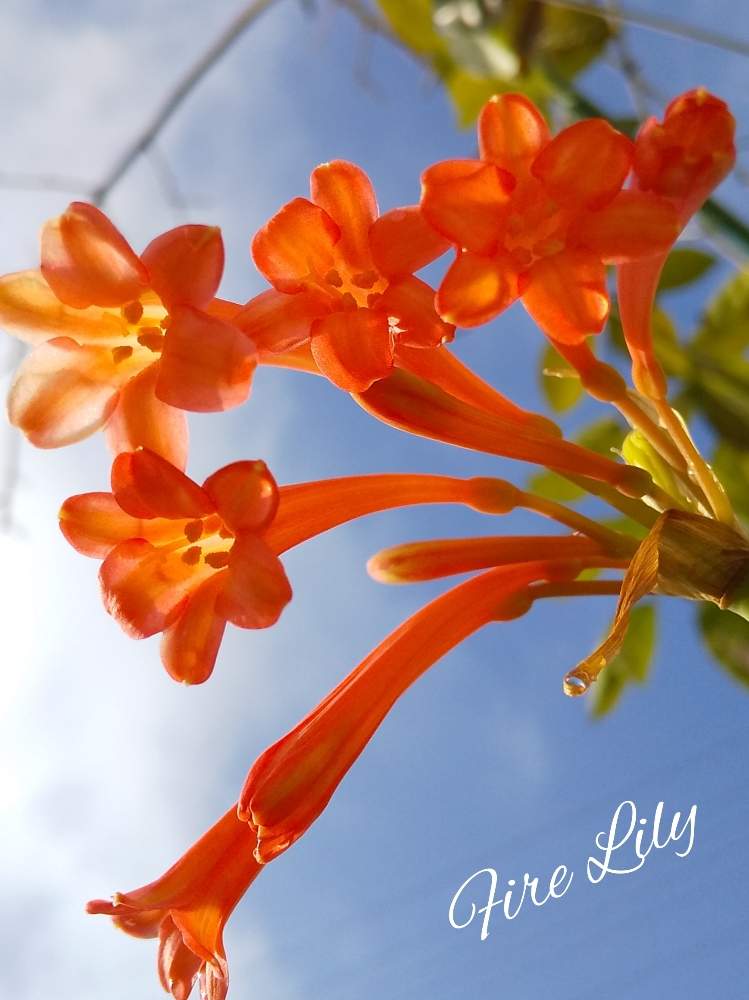 キルタンサスの投稿画像 By ひろぽんさん 小さな庭とつぼみ好きとオレンジ色の花と南アフリカ原産と春が来た とヒガンバナ科と多年草としべ好きと花 のある暮らしとかわいいな と球根植物と植木鉢と青空とつぼみ好きとオレンジ色の花と南アフリカ原産と春が来た と