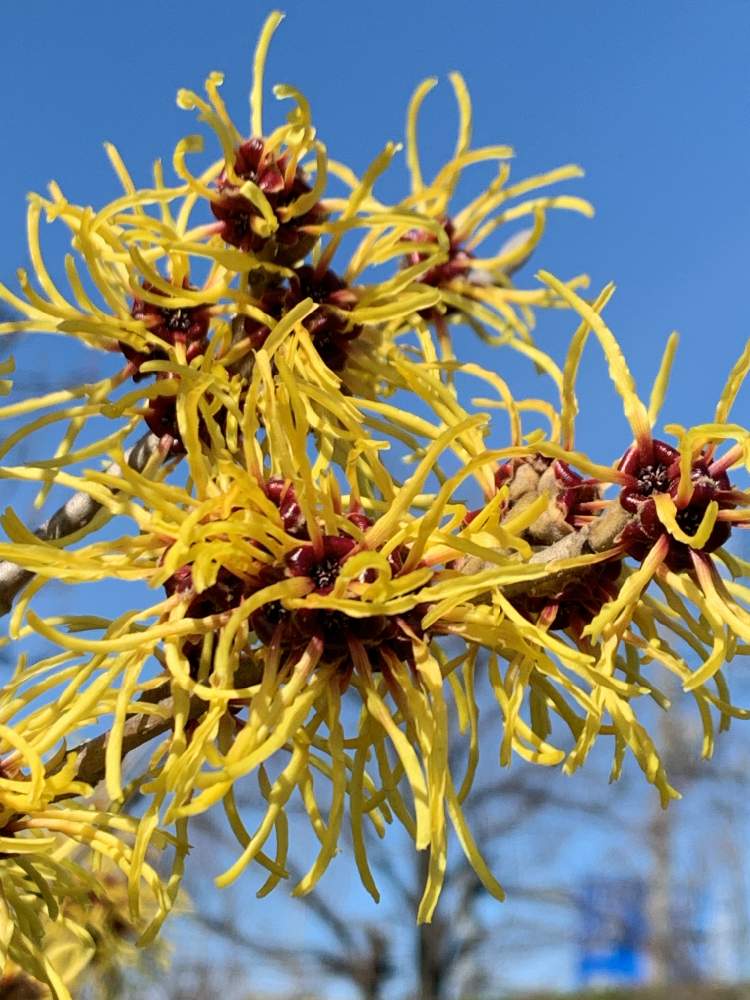 庭仕事の投稿画像 By Oyabinさん マンサクの花 月2月19日 Greensnap グリーンスナップ