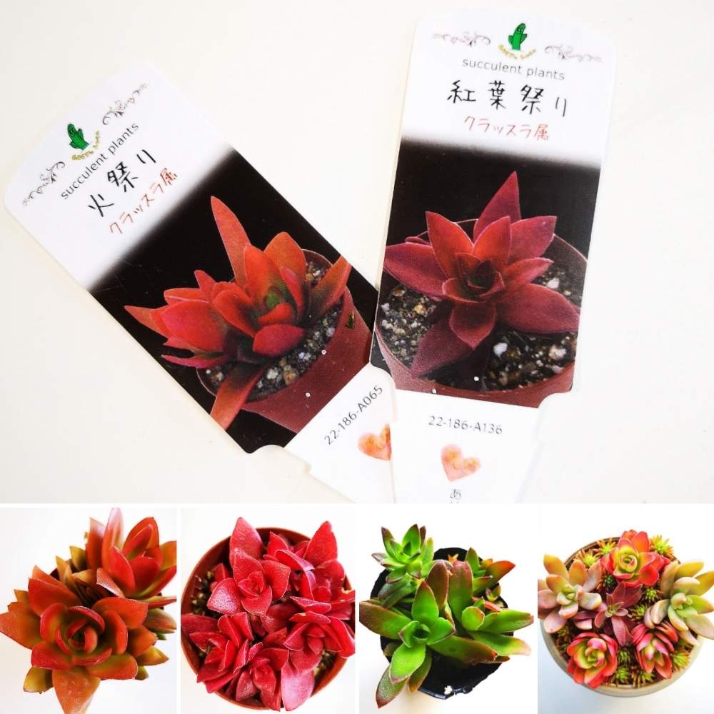 タイプf 紅葉が楽しめる品種 カクト ロコ情報の投稿画像 By Eyeさん 赤鬼城と Eye あ行とクラッスラ属と Eye か行と紅葉する多肉 と三重県と紅葉祭り クラッスラ属と多肉女子と火祭り とタニク初心者と Eye は行と三貴フラワーセンターとカット苗とスーパー