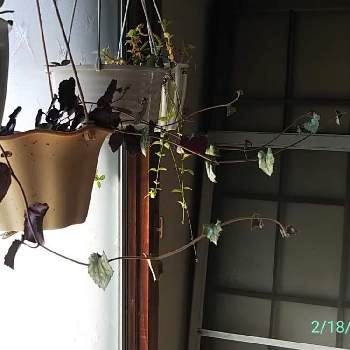セネシオ・パープルバインの画像 by あおい32さん | 部屋とセネシオ・パープルバインと観葉植物とガーデニングと千葉県