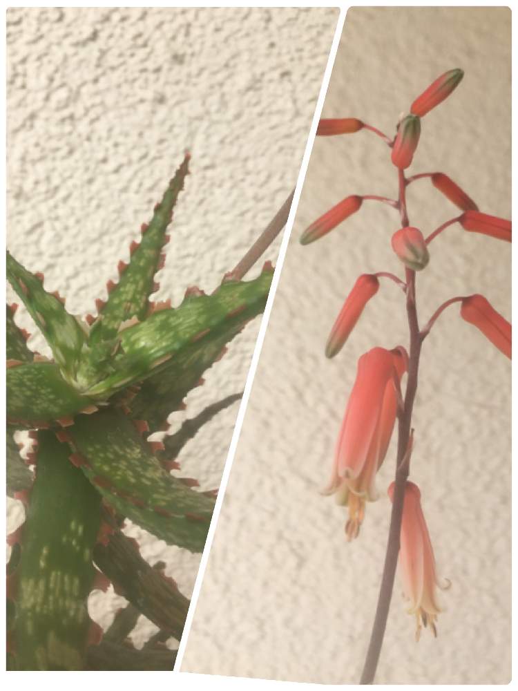 アロエの投稿画像 By はちなつめさん 多肉植物と花のある暮らし 月2月19日 Greensnap グリーンスナップ