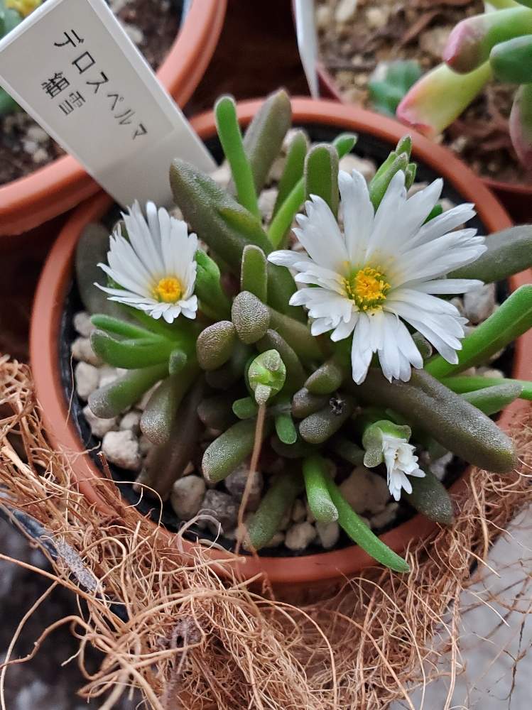 デロスペルマ属 細雪の投稿画像 By 多肉丸さん 窓辺 月2月19日 Greensnap グリーンスナップ Greensnap グリーンスナップ