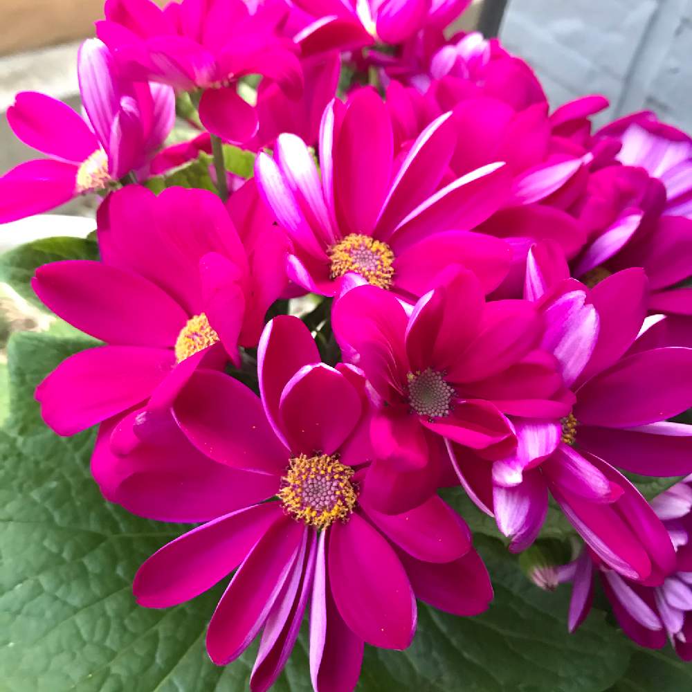 サイネリアの投稿画像 By つきさん ピンクの花とかわいい 月2月19日 Greensnap グリーンスナップ