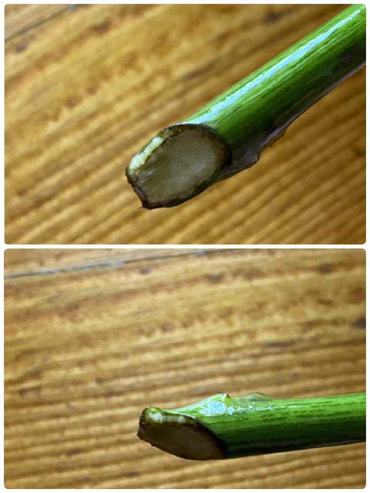 薔薇の挿木 水挿し カルスカット編 Greensnap グリーンスナップ