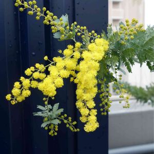 開花,庭木,オージープランツ,屋上ガーデン,花のある暮らしの画像