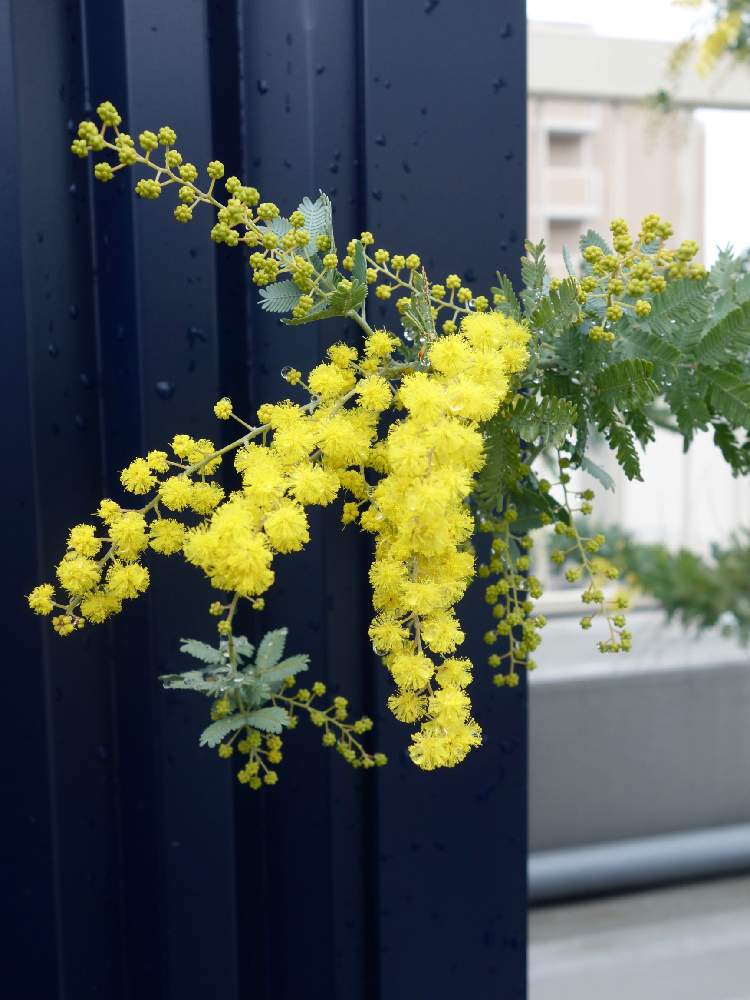 ミモザの投稿画像 By Kondo Bldg さん 開花とグリーンのある暮らしと屋上緑化と屋上ガーデンとgs映えとアカシアミモザと庭木とレトロと屋上庭園と花のある暮らしとオージープランツとバルコニスト 月2月19日 Greensnap グリーンスナップ