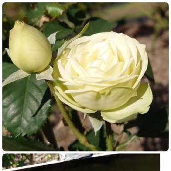 クリーミーエデン薔薇の画像 by まるさん | お出かけ先と花のある暮らしとクリーミーエデン薔薇と水曜ローズショー