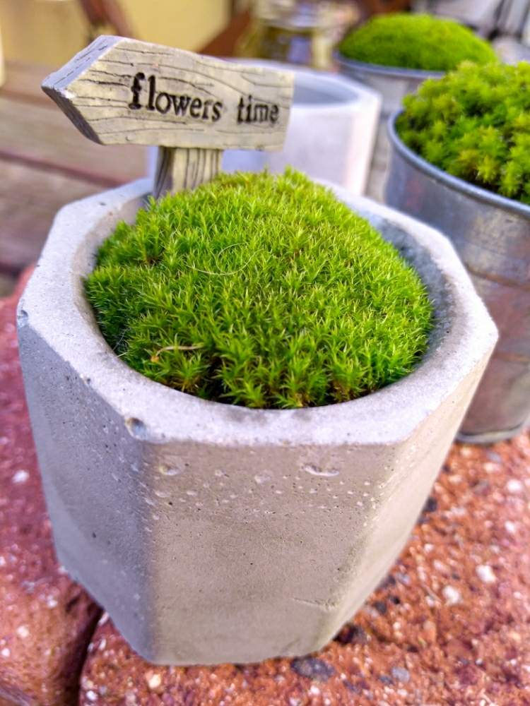 苔 コケ の投稿画像 By Jさん Diyとセメント鉢と観葉植物と自作鉢と苔輪ピック選考会 月2月19日 Greensnap グリーンスナップ