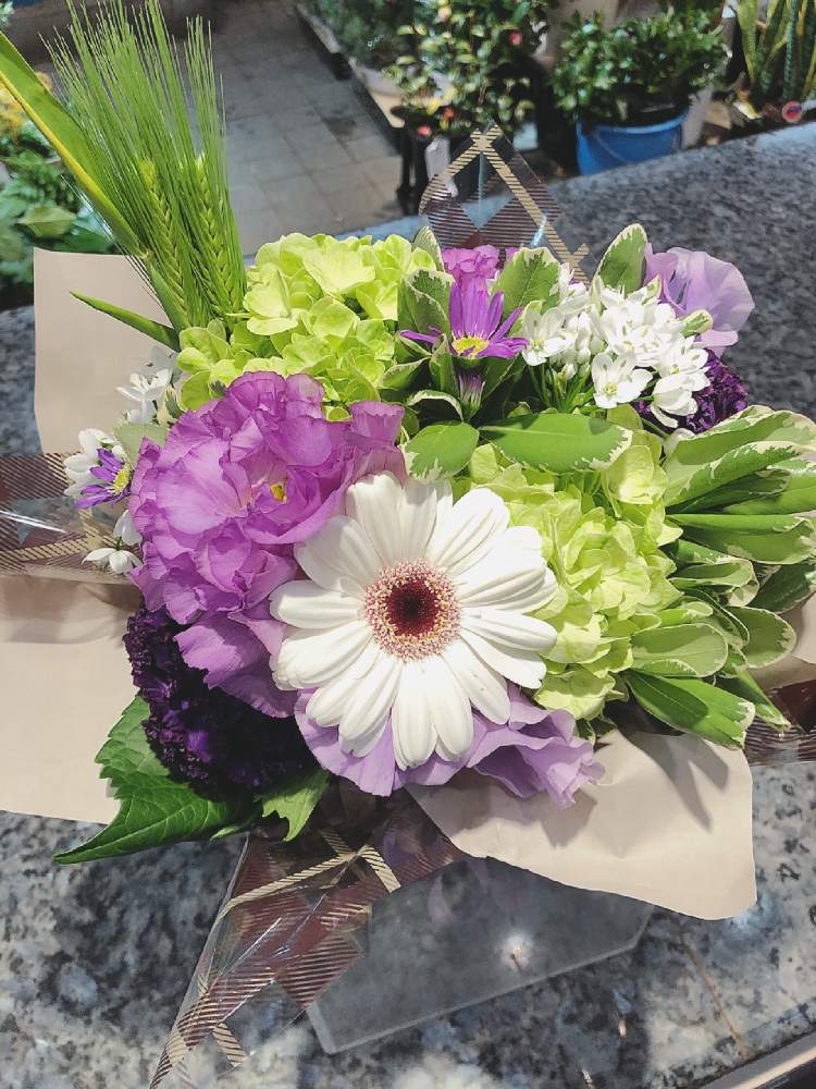 スズナさんの投稿画像 月2月19日 Greensnap グリーンスナップ