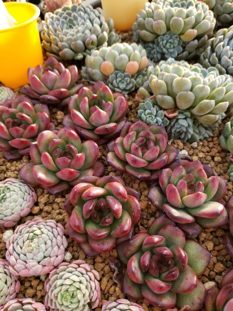 多肉植物の投稿画像 By トロピカルガーデン埼玉さん 韓国苗販売とエケベリア属と多肉女子とトロピカルガーデン群馬とタニラーと実生苗と多肉植物 販売群馬とトロピカルガーデンと多肉植物販売埼玉と多肉植物 エケベリアとsucculent Plantsとecheveriaとsucculentと