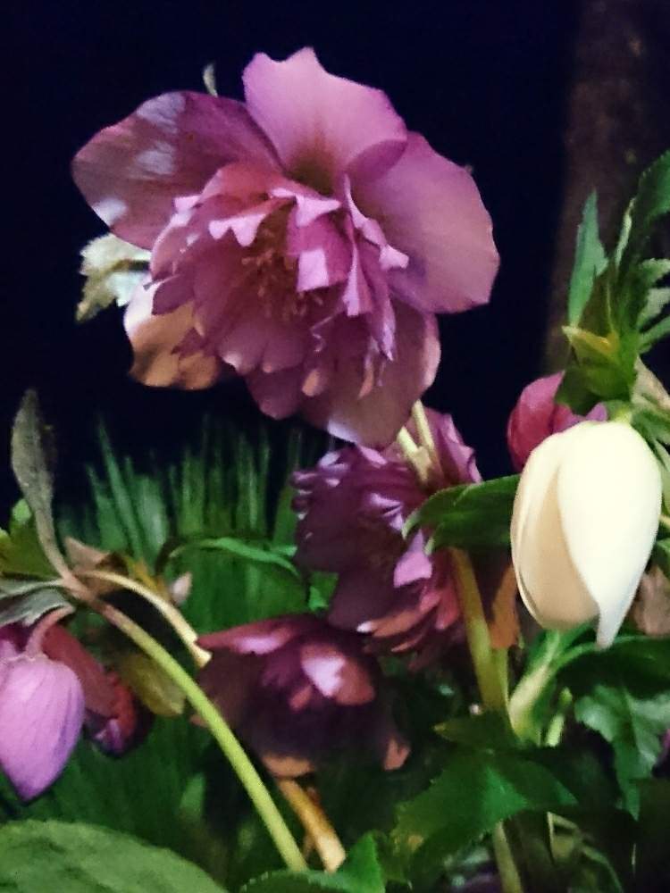 毎年咲く花の投稿画像 By あさがおさん 冬に咲く花とミヨシのクリスマスローズと クリスマスローズと長く楽しめると鉢植えと花のある暮らし 月2月19日 Greensnap グリーンスナップ