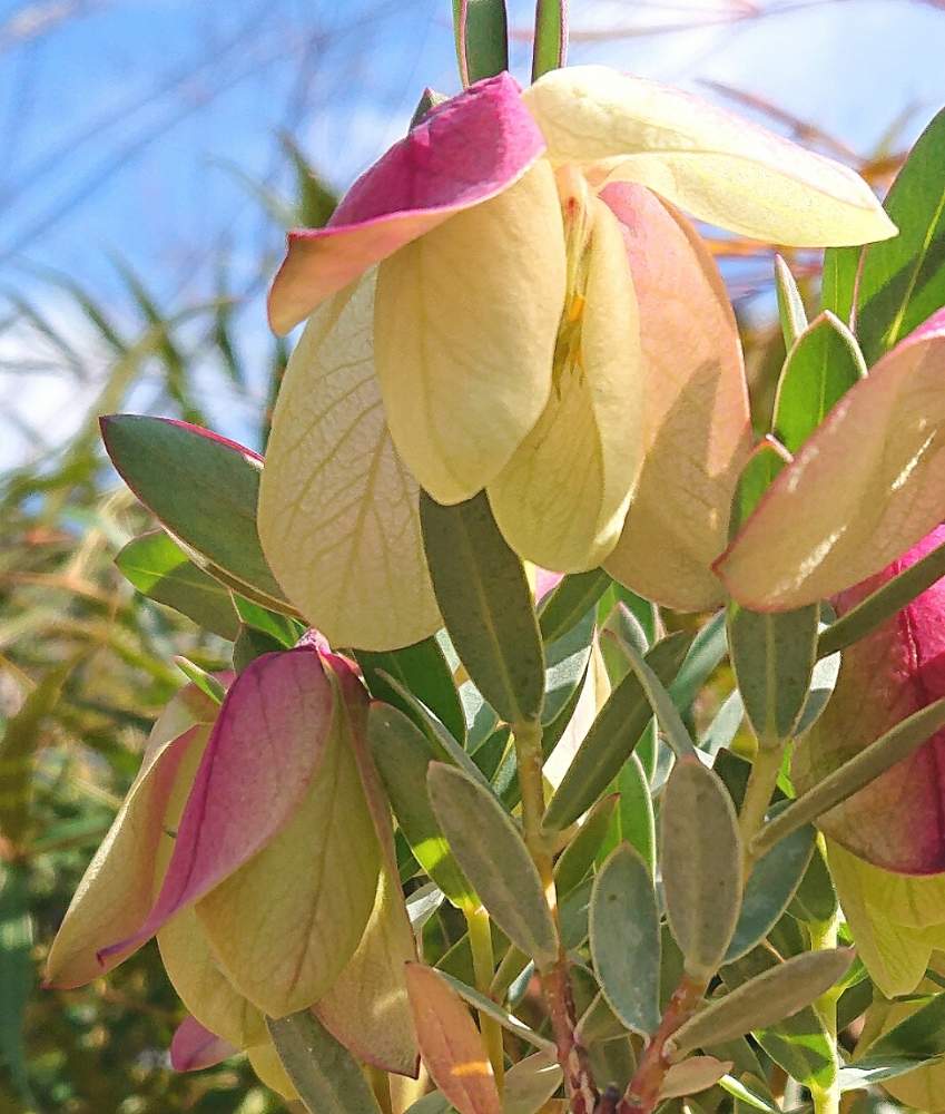 ピメレア ピソディスの投稿画像 By りん さん ピメレア フィソディス ウェディングベルとピメレア ピソディス とピメレア フィソディス ウェディングベルと小さな庭とピメレア ピソディス とピメレア フィソディス ウェディングベル 月2月19日 ピメレア ピソディスの投稿画像 By りん さん ピメレア フィソディス ウェディングベルとピメレア ピソディス とピメレア フィソディス ウェディングベルと小さな庭とピメレア ピソディス とピメレア フィソディス ウェディングベル 月2月19日