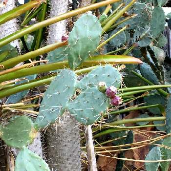 トゥナ ウチワサボテンの実 の投稿画像一覧 Greensnap グリーンスナップ