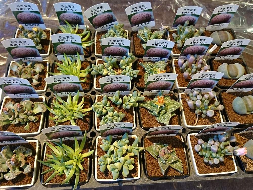 インテリアの投稿画像 By 花工場溝口店さん 月2月19日 Greensnap グリーンスナップ Greensnap グリーンスナップ