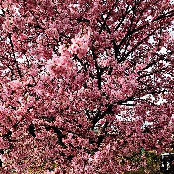 焼津市の画像 by 世津ちゃんさん | 静岡県と河津桜まつりと焼津市
