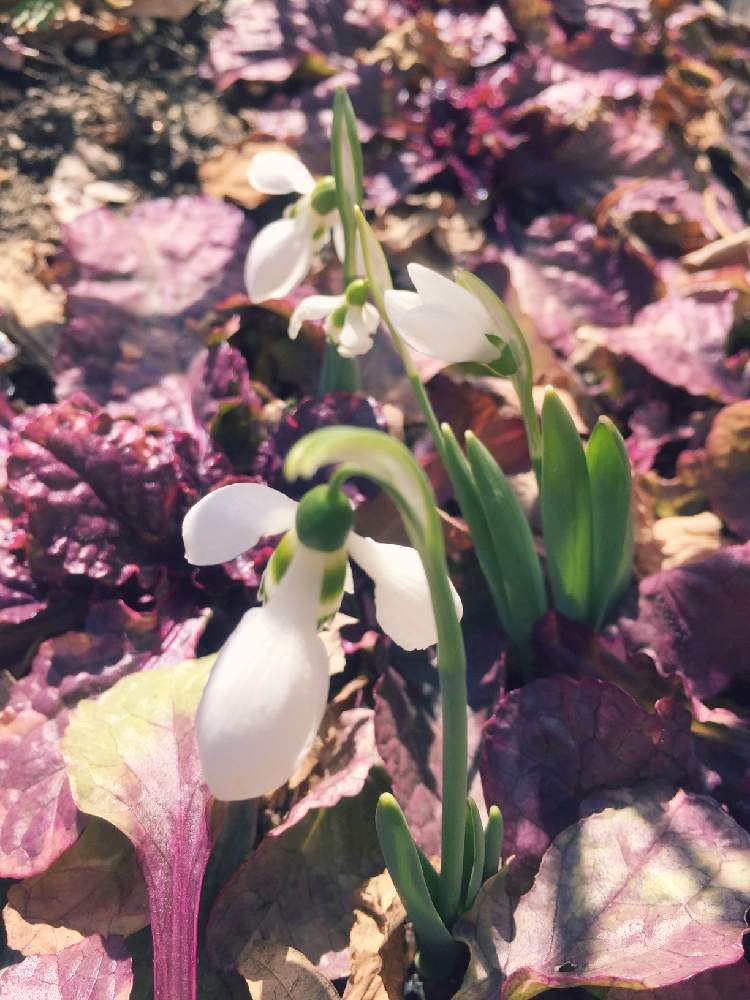 小さな庭の画像 by CIITA GARDENさん | 小さな庭とアジュガ バーガンディーグローとスノードロップと花のある暮らしと街角の花壇とCIITA GARDENと『秋植え球根2020』フォトコンテストと2月のCIITA GARDEN