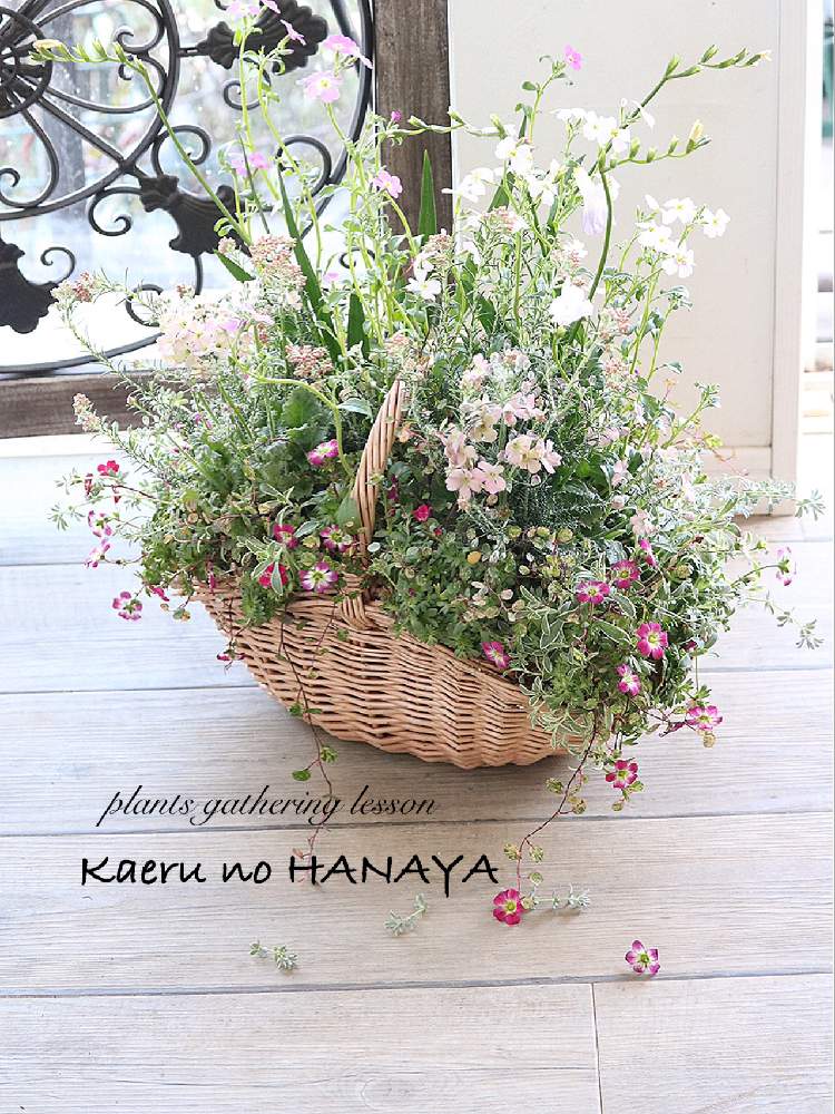 寄せ植え教室の投稿画像 By Kaeru No Hanayaさん ギャザリング教室とプランツギャザリングと寄せ植えと花かごとギャザリング寄せ植えと ギャザリングとギャザリングレッスンとガーデニングと花のある暮らし 月2月日 Greensnap グリーンスナップ